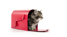 Why Email Is Like Schrödinger’s Cat And How This Doesn’t Have To Be A Problem